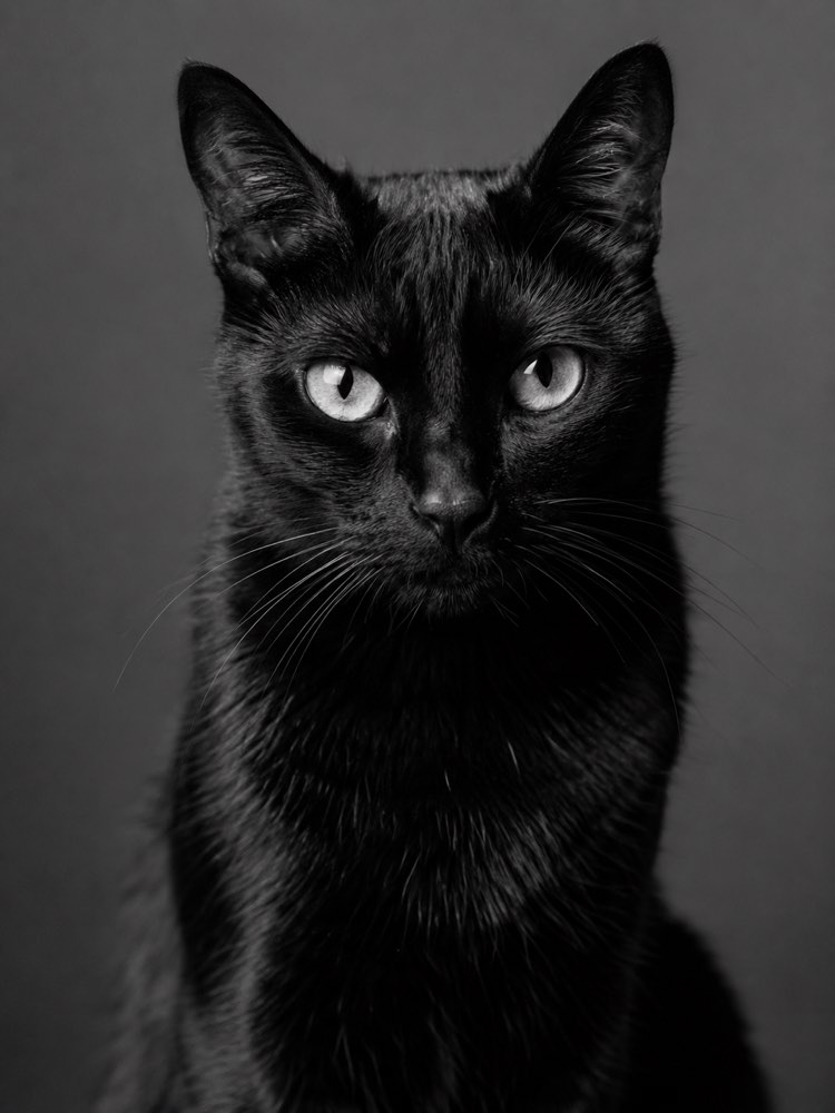 Black and White Studio Pet Portrait