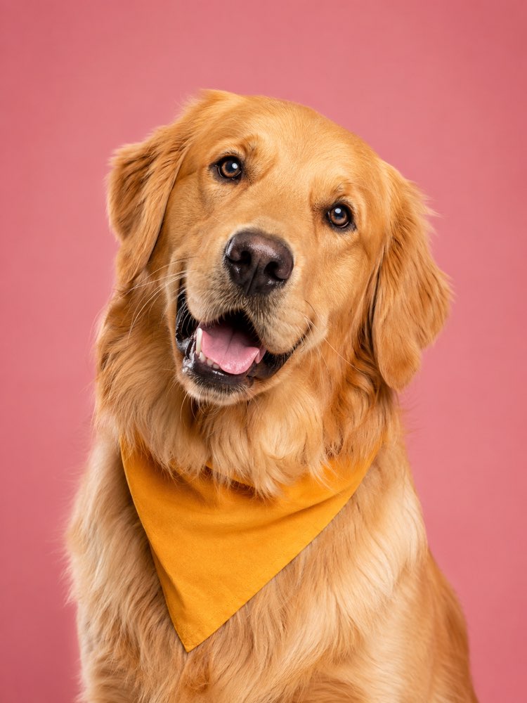 Retrato de Mascota como Influencer de Revista