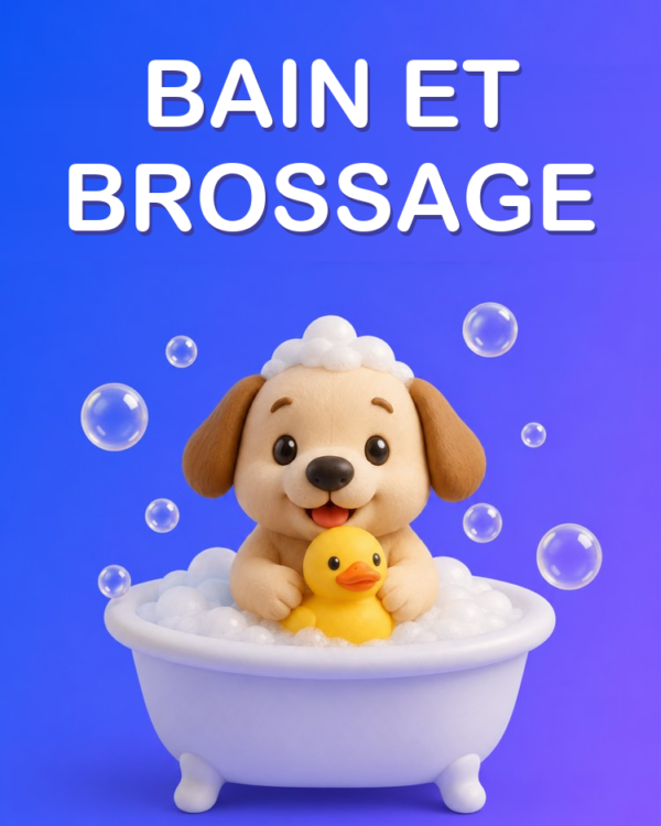 Bain, Brossage et Toilettage de l’Animal à la Maison