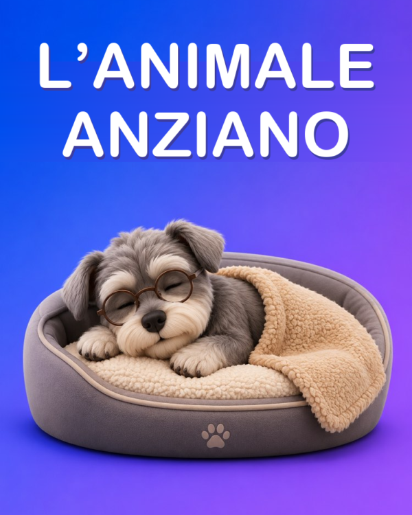 Prendersi Cura di un Animale Anziano ogni Giorno
